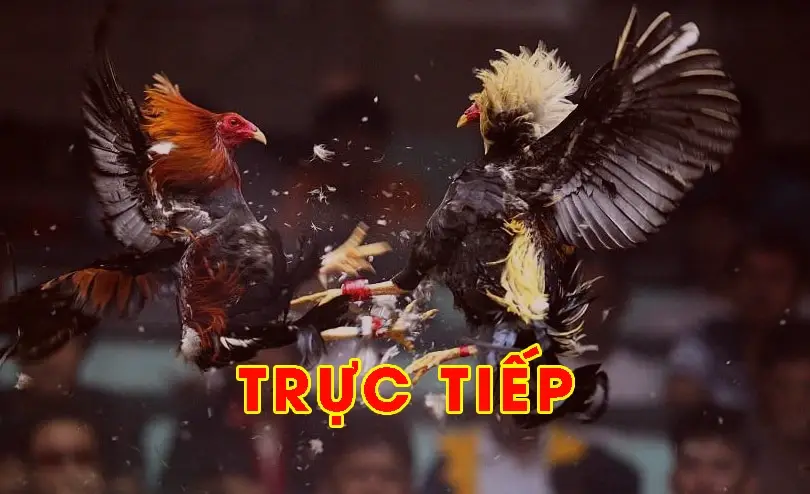 AE888 - TRANG CHÍNH THỨC VÀO CHƠI ĐÁ GÀ THOMO 14 Video xem trực tiếp đá gà thomo