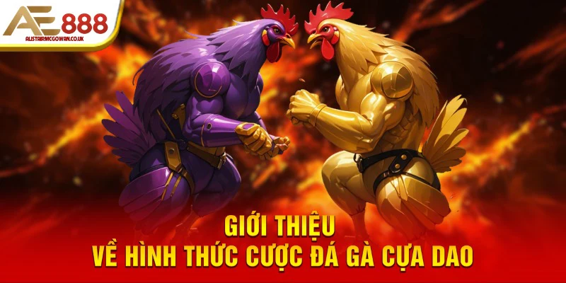 Đặt Kèo Đá Gà Cựa Dao Là Gì và Hoạt Động Như Thế Nào?