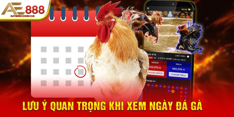 Cách Xem Ngày Đá Gà Hiệu Quả Theo Ngũ Hành – Bí Kíp Chọn Ngày Tốt Cho Chiến Kê 6 Ngoài Xem Ngày, Sư Kê Cần Chuẩn Bị Gì Thêm Để Chiến Kê Đạt Phong Độ Cao Nhất?