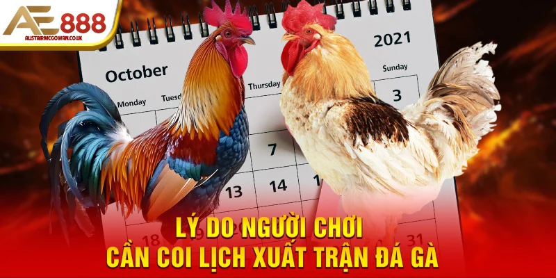 Cách Xem Ngày Đá Gà Hiệu Quả Theo Ngũ Hành – Bí Kíp Chọn Ngày Tốt Cho Chiến Kê 4 Xem Ngày Đá Gà Là Gì Và Tại Sao Sư Kê Cần Áp Dụng?