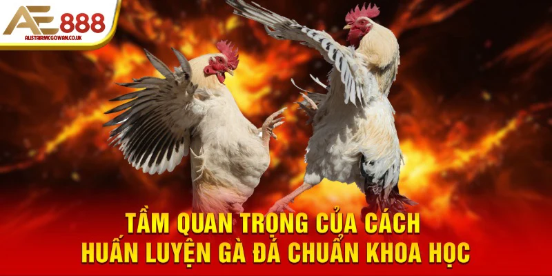 Huấn Luyện Gà Đá Là Gì Và Tại Sao Nó Quyết Định Thắng Thua?