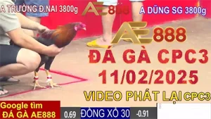Video Xem lại Đá Gà Thomo CPC3 Hôm Nay 11/2/2025
