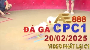 Tổng Hợp Clip Đá Gà Thomo C1 20/2/2025