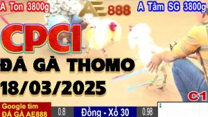 Clip Đá Gà Trực Tiếp C1 Ngày 18/3/2025