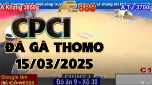 Video Phát Lại Đá gà Thomo Trực Tiếp 15/3/2025