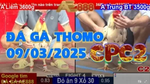 Video Đá Gà Thomo C2 ngày 9/3/2025 - AE888 LAND