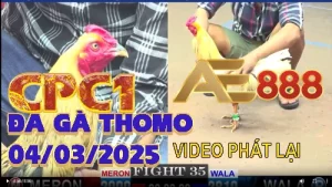 Tổng Hợp Phát Lại Video Đá Gà Campuchia 04/05/2025