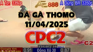 Phát lại video đá gà Thomo C2 ngày 11/04/2025