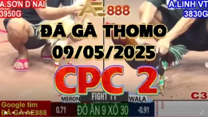 Clip Đá gà Trực Tiếp C2 Ngày 09/05/2025