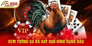 Xem tướng gà đá hay qua hình dạng đầu