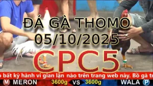 Video phát lại đá gà trực tiếp CPC5 ngày 05/10/2025