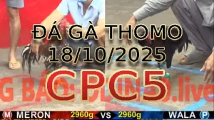 Video phát lại đá gà trực tiếp CPC5 ngày 18/10/2025
