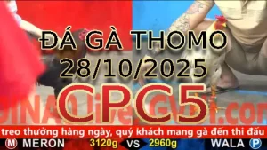 Video phát lại đá gà trực tiếp CPC5 ngày 28/10/2025