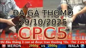 Video phát lại đá gà trực tiếp CPC5 ngày 29/10/2025