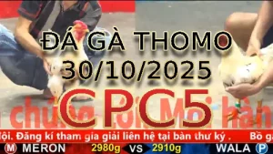 Video phát lại đá gà trực tiếp CPC5 ngày 30/10/2025