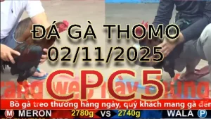 Video phát lại đá gà trực tiếp CPC5 ngày 02/11/2025