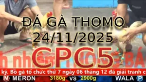 Video phát lại đá gà trực tiếp CPC5 ngày 24112025