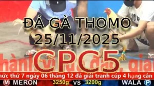 Video phát lại đá gà trực tiếp CPC5 ngày 25112025