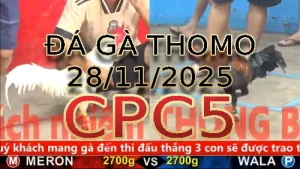 Video phát lại đá gà trực tiếp CPC5 ngày 28112025