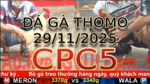Video phát lại đá gà trực tiếp CPC5 ngày 29112025