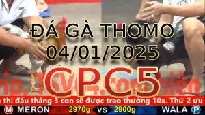 Video phát lại đá gà trực tiếp CPC5 ngày 04/11/2025