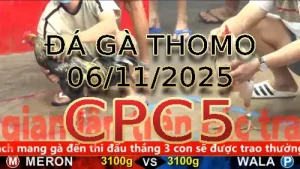 Video phát lại đá gà trực tiếp CPC5 ngày 06/11/2025