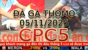 Video phát lại đá gà trực tiếp CPC5 ngày 05/11/2025