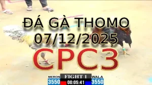 Video phát lại đá gà trực tiếp CPC3 ngày 07122025