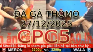 Video phát lại đá gà trực tiếp CPC5 ngày 27122025