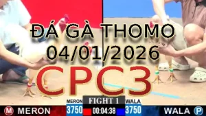 Video phát lại đá gà trực tiếp CPC3 ngày 04012026