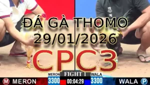 Video phát lại đá gà trực tiếp CPC3 ngày 29012026