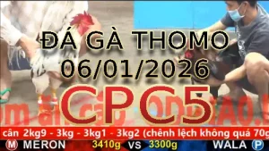 Video phát lại đá gà trực tiếp CPC5 ngày 06012026