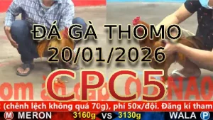 Video phát lại đá gà trực tiếp CPC5 ngày 20/01/2026