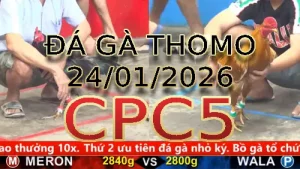 Video phát lại đá gà trực tiếp CPC5 ngày 24012026