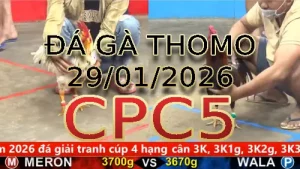 Video phát lại đá gà trực tiếp CPC5 ngày 29012026