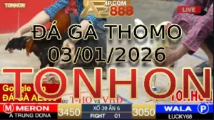 Video phát lại đá gà trực tiếp TONHON ngày 03012026
