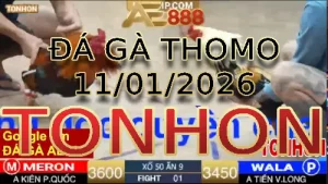Video phát lại đá gà trực tiếp TONHON ngày 11012026