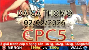 Video phát lại đá gà trực tiếp CPC5 ngày 02022026