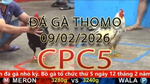 Video phát lại đá gà trực tiếp CPC5 ngày 09022026
