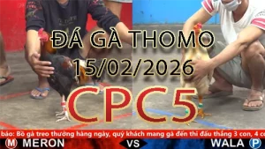 Video phát lại đá gà trực tiếp CPC5 ngày 15022026