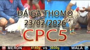 Video phát lại đá gà trực tiếp CPC5 ngày 23022026