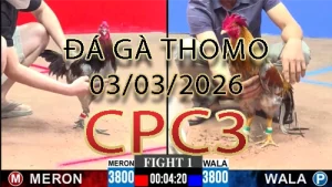 Video phát lại đá gà trực tiếp CPC3 ngày 03032026