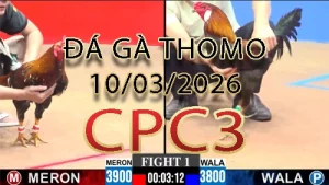 Video phát lại đá gà trực tiếp CPC3 ngày 10032026