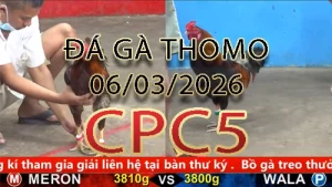 Video phát lại đá gà trực tiếp CPC5 ngày 06032026
