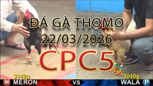 Video phát lại đá gà trực tiếp CPC5 ngày 22032026