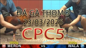 Video phát lại đá gà trực tiếp CPC5 ngày 23032026