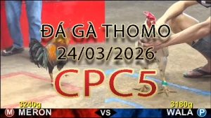 Video phát lại đá gà trực tiếp CPC5 ngày 24032026
