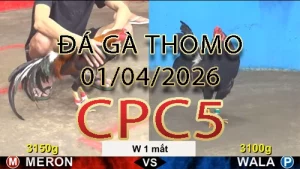 Video phát lại đá gà trực tiếp CPC5 ngày 01042026