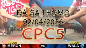 Video phát lại đá gà trực tiếp CPC5 ngày 02042026