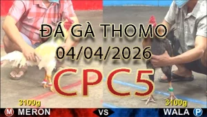 Video phát lại đá gà trực tiếp CPC5 ngày 04042026
